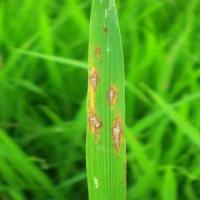 rice diseases2 project thumbnail
