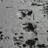 Corrosion_detection_combined_1 project thumbnail