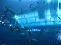 marine-debris-merged project thumbnail
