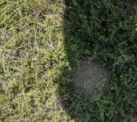 anthill_compressed_images project thumbnail
