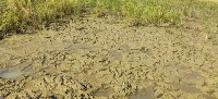 Soil project thumbnail