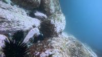 Sea Urchin Detection Test project thumbnail