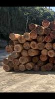 timber-counter project thumbnail