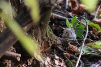 UK Wildlife project thumbnail