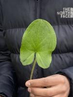 leaf project thumbnail