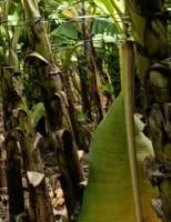 saging-2 project thumbnail
