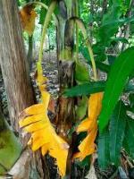 saging project thumbnail