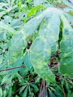 Cassava Anthracnose Disease project thumbnail