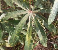 Cassava Mosaic Disease project thumbnail