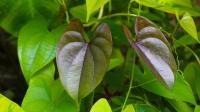 Dioscorea alata project thumbnail