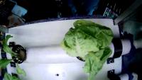 hidroponia lechuga project thumbnail