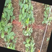 weed saplings project thumbnail