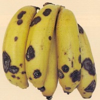 Plant Disease Detection  project thumbnail