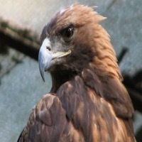 Bird Species detector  project thumbnail
