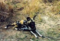 Dog breeds identification  project thumbnail