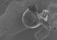 Microplasticos project thumbnail