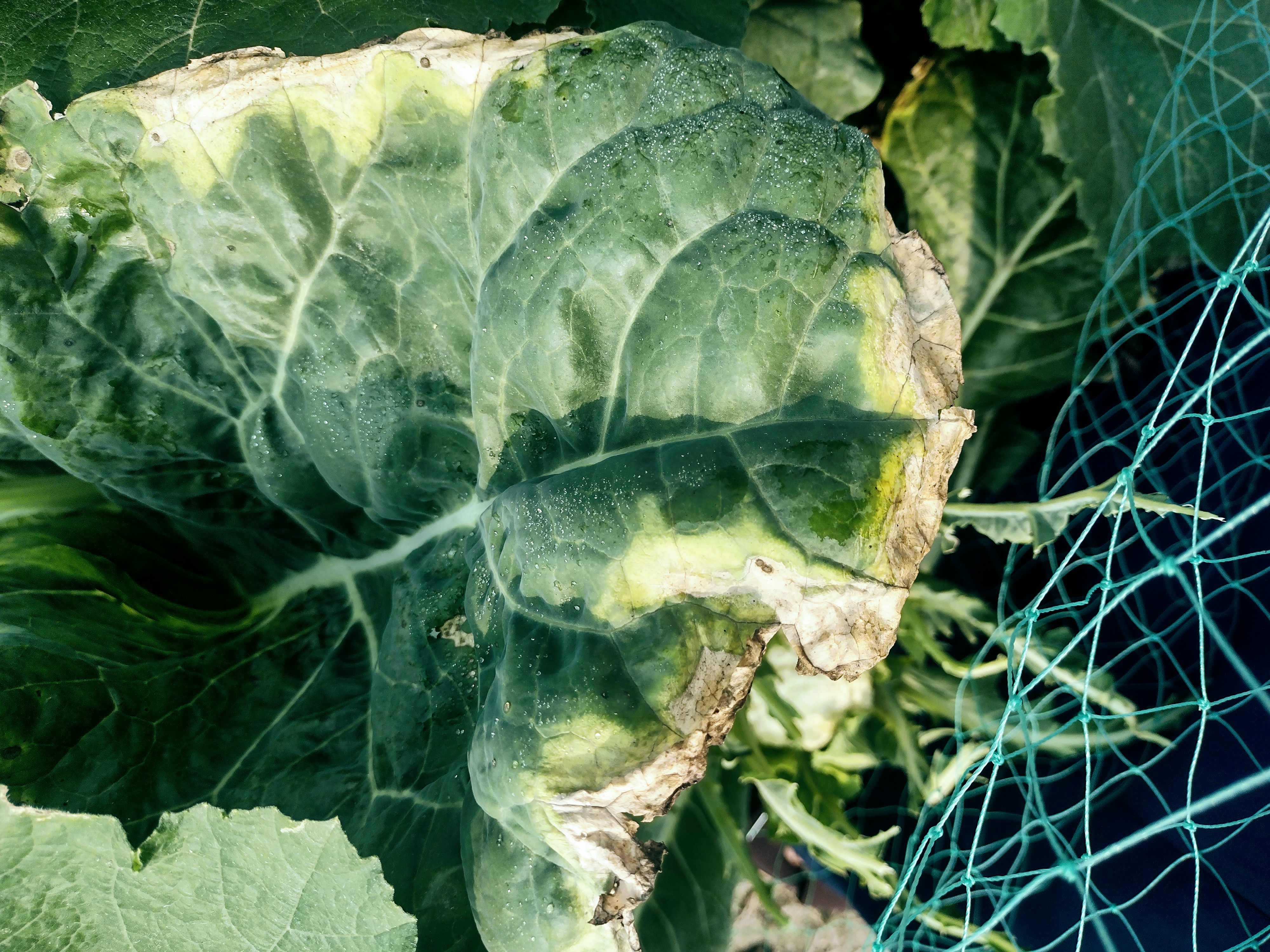 Cauliflower Diseases Recognition Object Detection Model by Cauliflower ...