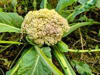 Cauliflower Diseases Class project thumbnail