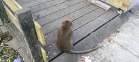 macaca fascicularis tapi real project thumbnail