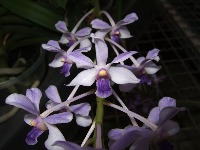 yolo-orchid project thumbnail