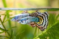 fish project thumbnail