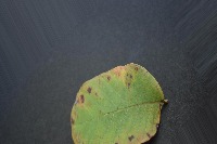 guava leaf disease project thumbnail