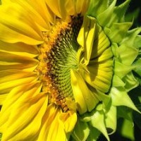 Sunflower Blooming Stages project thumbnail