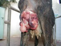 prolapse project thumbnail