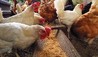 Animals project thumbnail