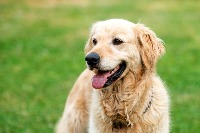 Dog Detection project thumbnail