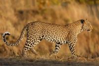 Leopard project thumbnail