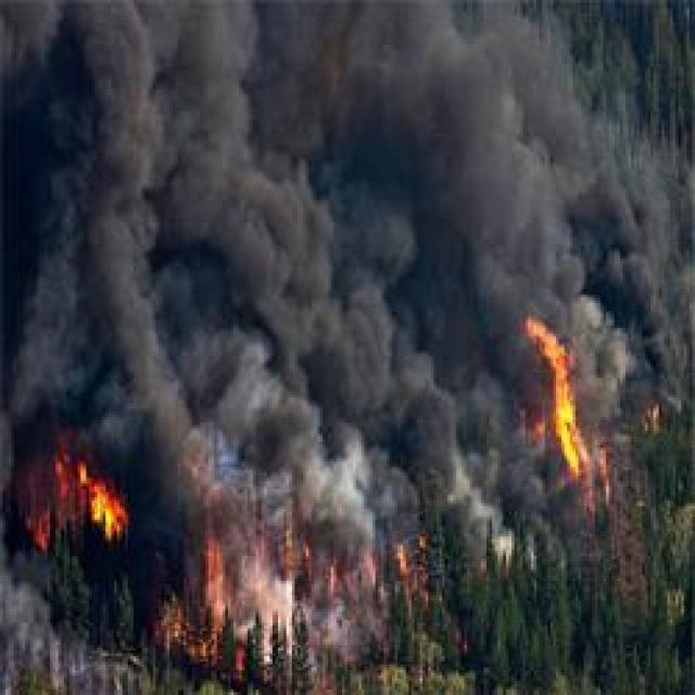 Bush fire Detection Object Detection Model by DroidexAI