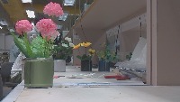 IDP Flower project thumbnail