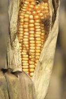 Fusarium project thumbnail