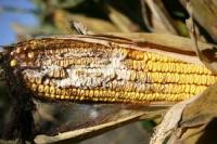 Fusarium Ear Root project thumbnail