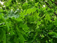 Tree_leaves project thumbnail