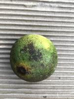 orangeDetection project thumbnail