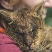 dataset kucing skripsi project thumbnail