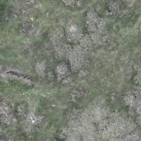 Banks Marsh Large Gulls project thumbnail