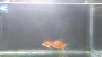 Dataset Final Viva - Gold fish project thumbnail