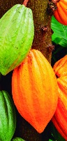 plantes-fruits project thumbnail