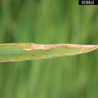 Plantdisease project thumbnail