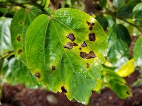 Tomato Disease project thumbnail