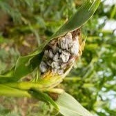 corn_disease project thumbnail