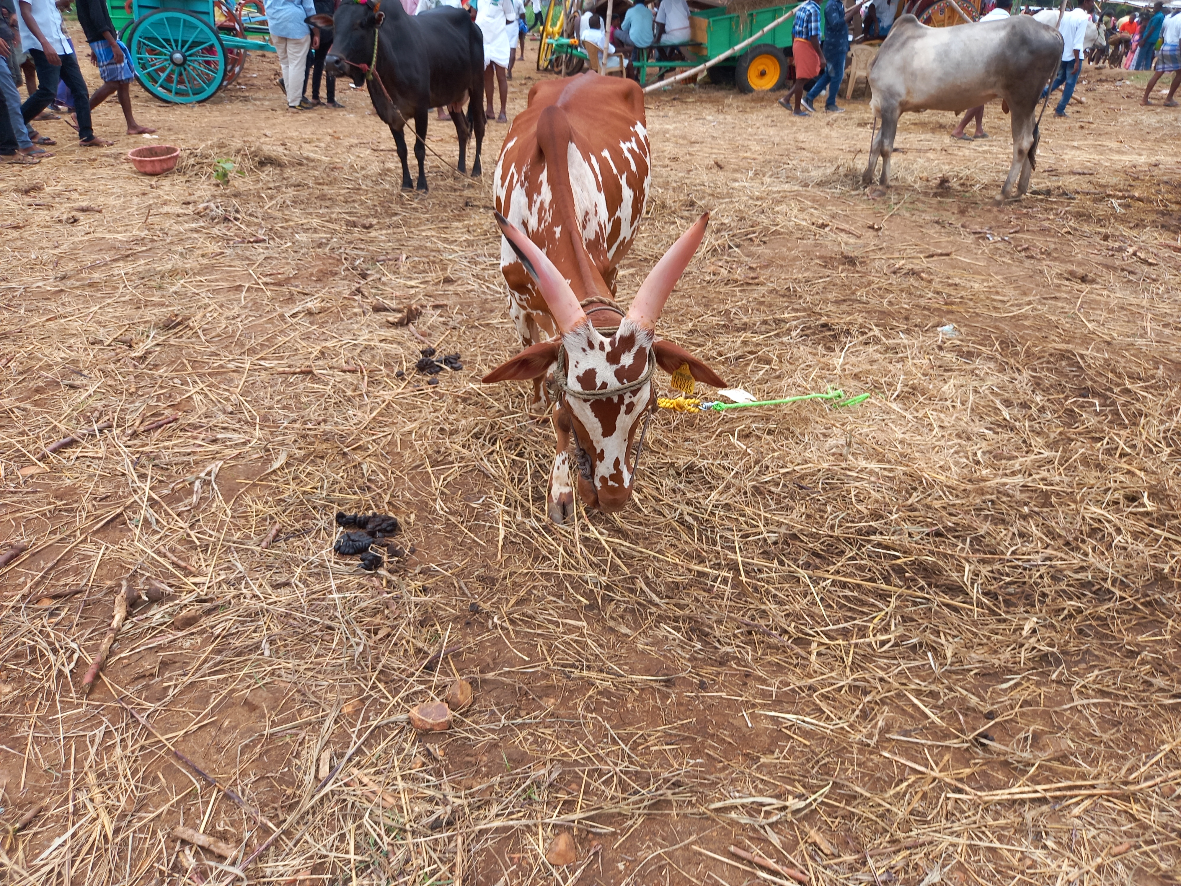 Cow Dat cow classification v3 Object Detection Dataset by Cow dataset