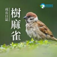 bird project thumbnail