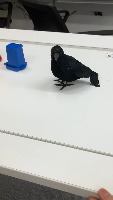 Crow project thumbnail
