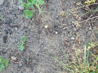 weed detection project thumbnail