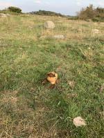 mushroom segmentation project thumbnail