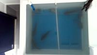 fishery project thumbnail